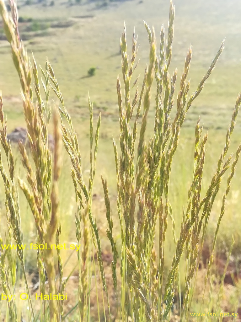 Festuca arundinacea Schreb.